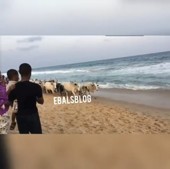 Fulani Herdsmen Seen Marching Their Herds At The Bar Beach In Lagos State