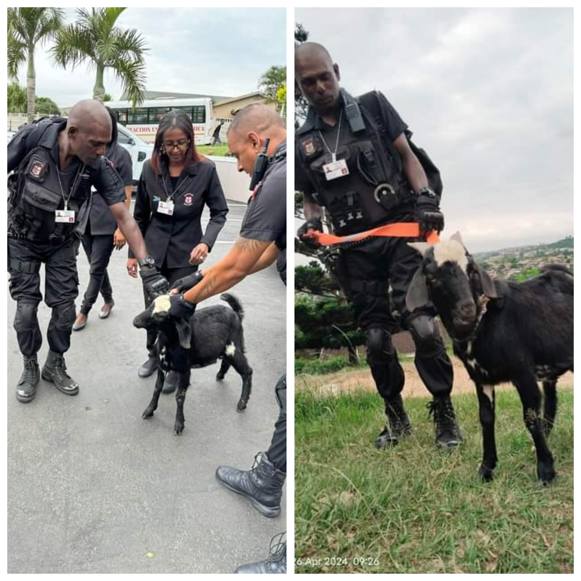 Goat ‘arrested’ For Attacking Dog And Primary School Pupils In South Africa